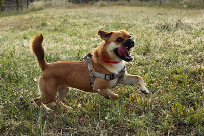 View of a dog lying on grass