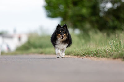 Dog running on road