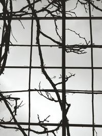 Low angle view of silhouette bare tree against sky