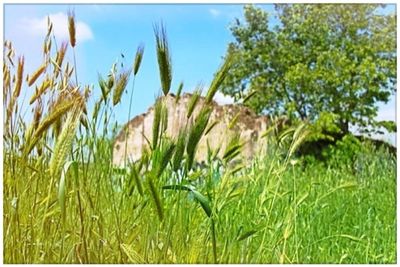 Scenic view of grassy field against sky