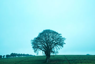 plant