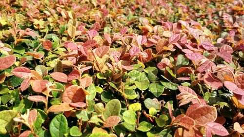 Full frame shot of pink leaves on plant