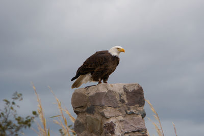 Bird perching on rock against sky