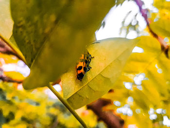 Close-up of ladybug on leaf