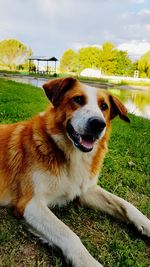 Dog looking away on field