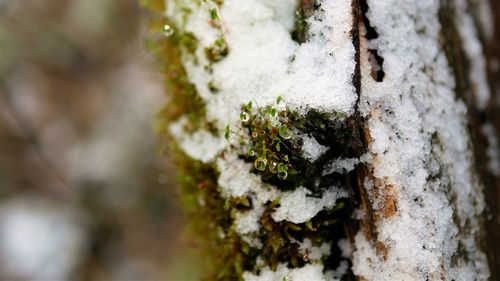 Close-up of lichen on tree trunk