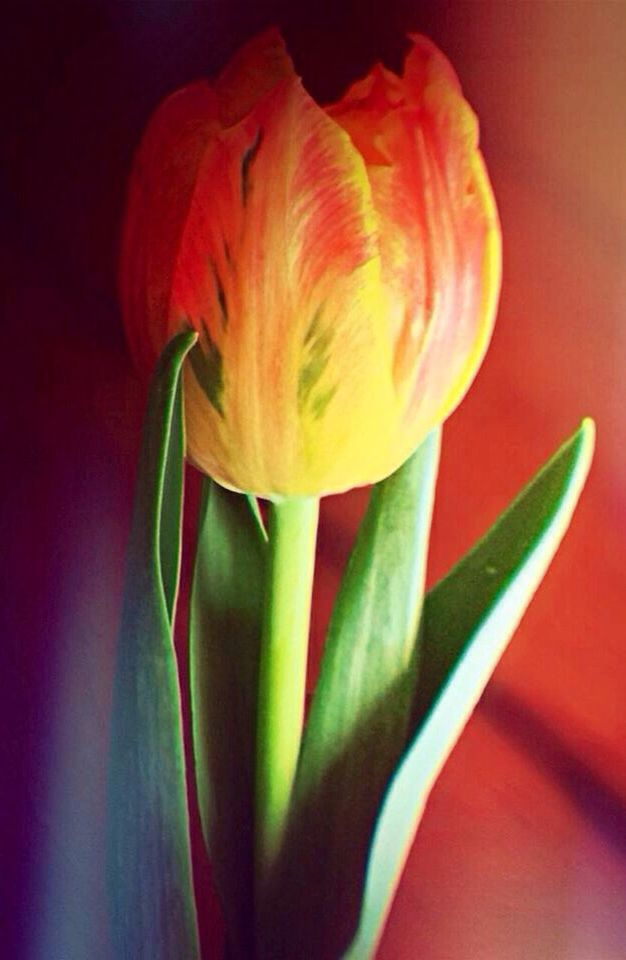 flower, petal, flower head, fragility, freshness, growth, beauty in nature, close-up, plant, rose - flower, nature, red, single flower, leaf, tulip, blooming, indoors, stem, rose, yellow