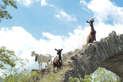 Goats grazing in the ligurian mountains