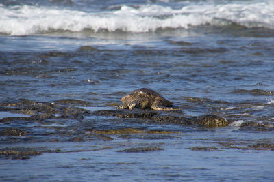 View of turtle in sea