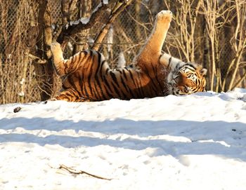 Portrait of tiger relaxing on snow field during winter