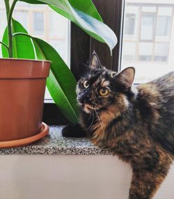 Close-up of a cat looking away