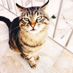 Close-up portrait of cat