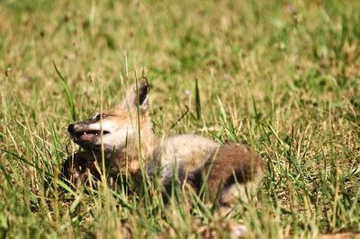 An animal in the grass