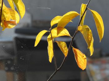 Close-up of spider web on plant