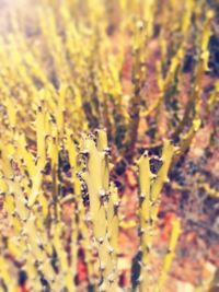 Close-up of insect on plant at field