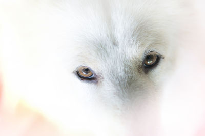 Close-up portrait of dog