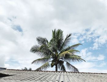 Low angle view of palm tree against sky