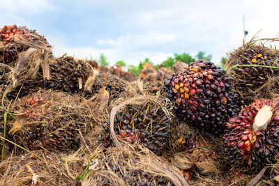 Close-up of fruits growing on field