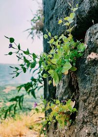 Close-up of tree trunk