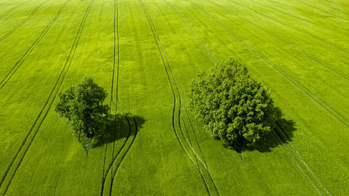 Wonderful view from above on two trees in a green field, perfect afternoon light, shadows and colors