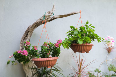 Close-up of potted plant in basket against wall