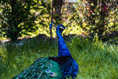 Peacock facing forward