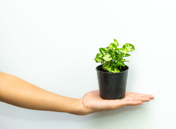 Hand holding potted plant against white background