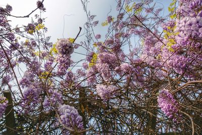 Low angle view of pink flowers