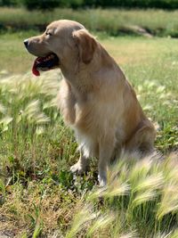 View of a dog on field