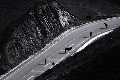 High angle view of horses standing on road