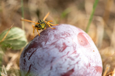 Close-up of insect on plant