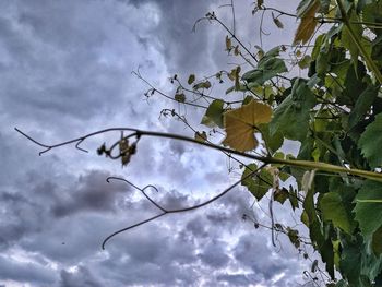 Low angle view of tree against sky