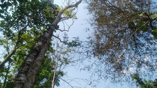 Low angle view of trees against clear sky