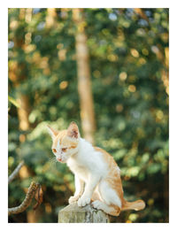 Cat sitting on a plant