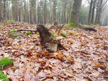 Trees in forest during autumn