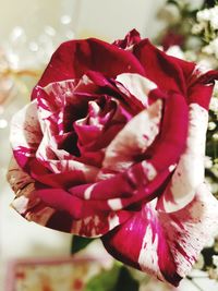 Close-up of pink rose