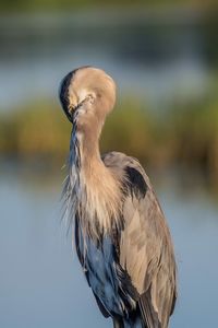 Close-up of bird against blurred background