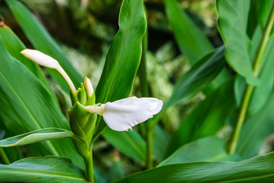 Close-up of white flowering plant