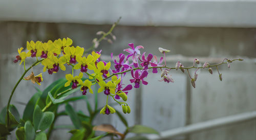 Close-up of pink flowering plant