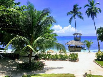 Palm trees by swimming pool against sky