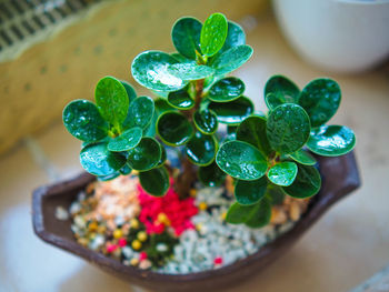 Close-up of potted plant on table