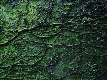 Full frame shot of tree trunk