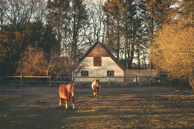 Horses in a field