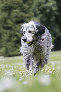 Portrait of dog sticking out tongue on land