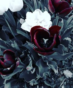 Close-up of red rose flower