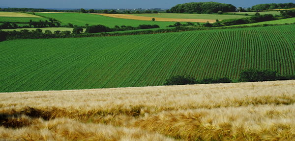 Scenic view of agricultural field