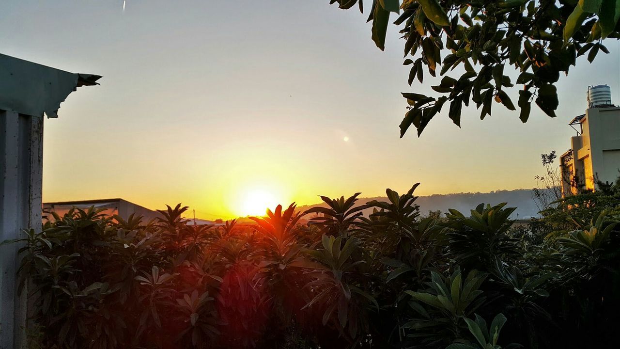 sun, sunset, clear sky, growth, sunlight, building exterior, tree, built structure, architecture, plant, low angle view, nature, sky, leaf, sunbeam, beauty in nature, no people, house, orange color, lens flare