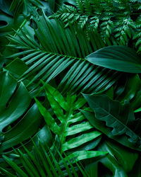 Full frame shot of green leaves