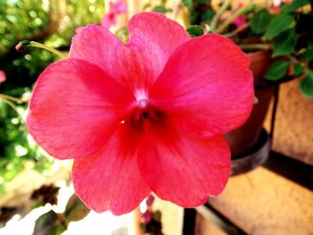 Close-up of pink flower blooming outdoors