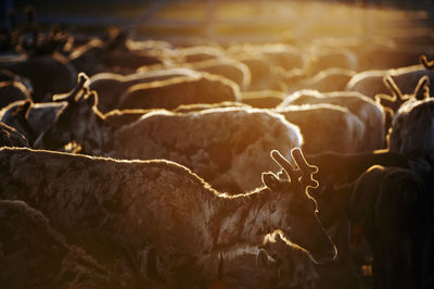 Reindeers in dusk